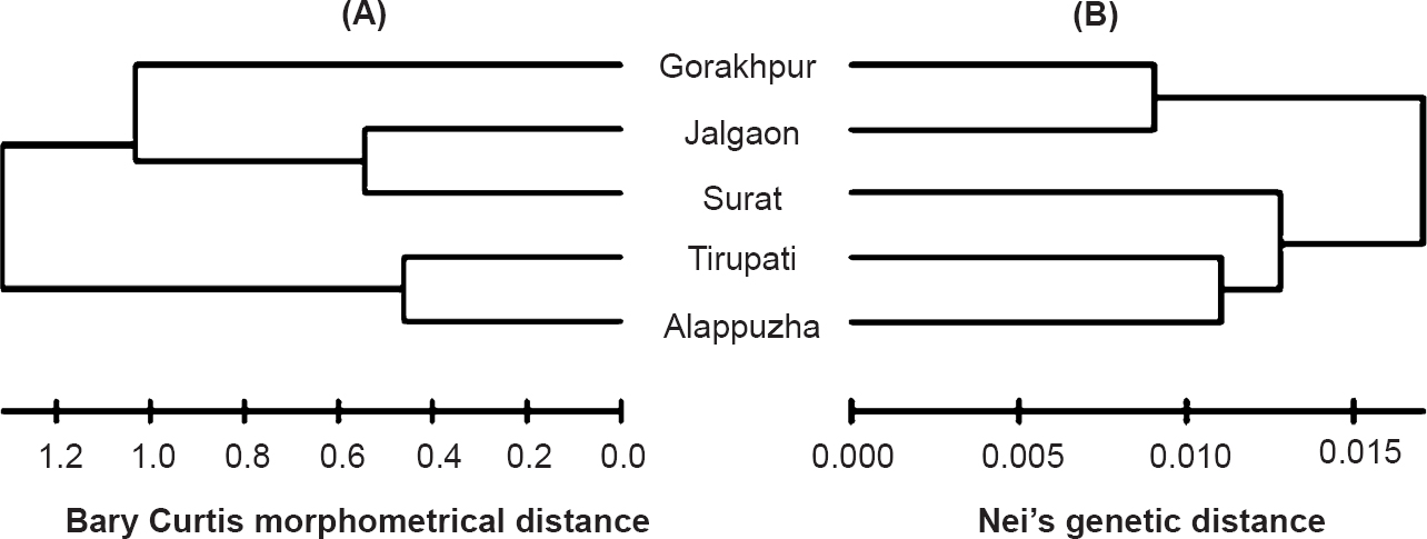 Neighbour joining tree showing (A) morphological relationship among five populations of Ae. aegypti (B) genetic relationships among five populations of Ae. aegypti based on Nei's pair-wise genetic distance.